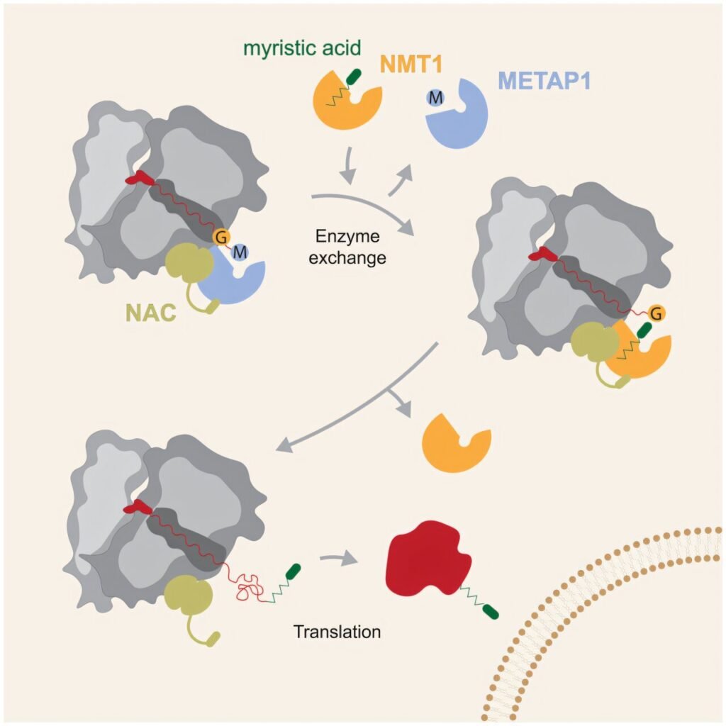 A new drug could soon help treat cancer and viral infections
