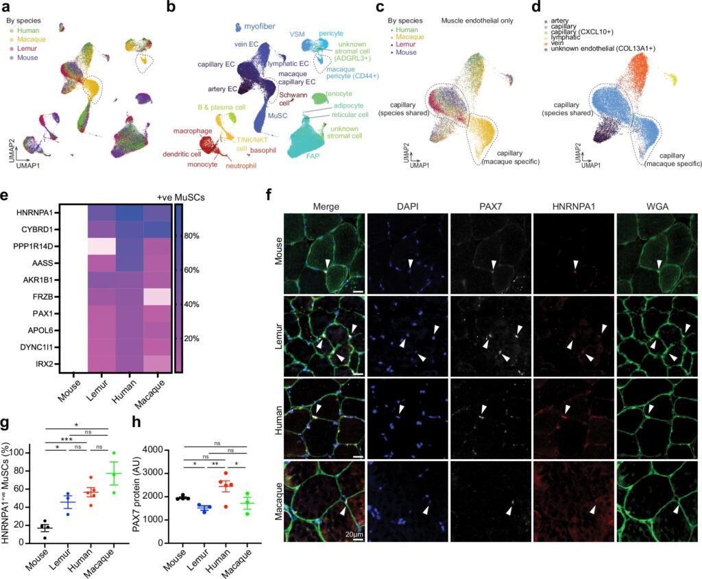 Adult stem cells discovered in small, non-human primate for first time