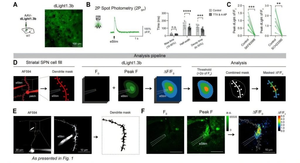 Advanced microscopy reveals that dopamine operates with surgical precision, not as a broad signal