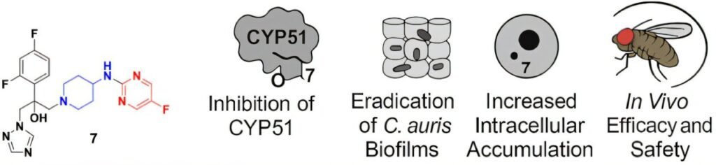 Antifungal discovery offers hope against deadly drug-resistant infections