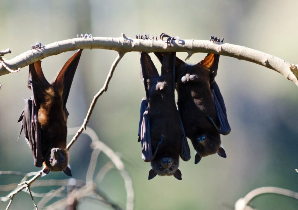 Australian man dies from ‘extremely rare’ bat bite virus