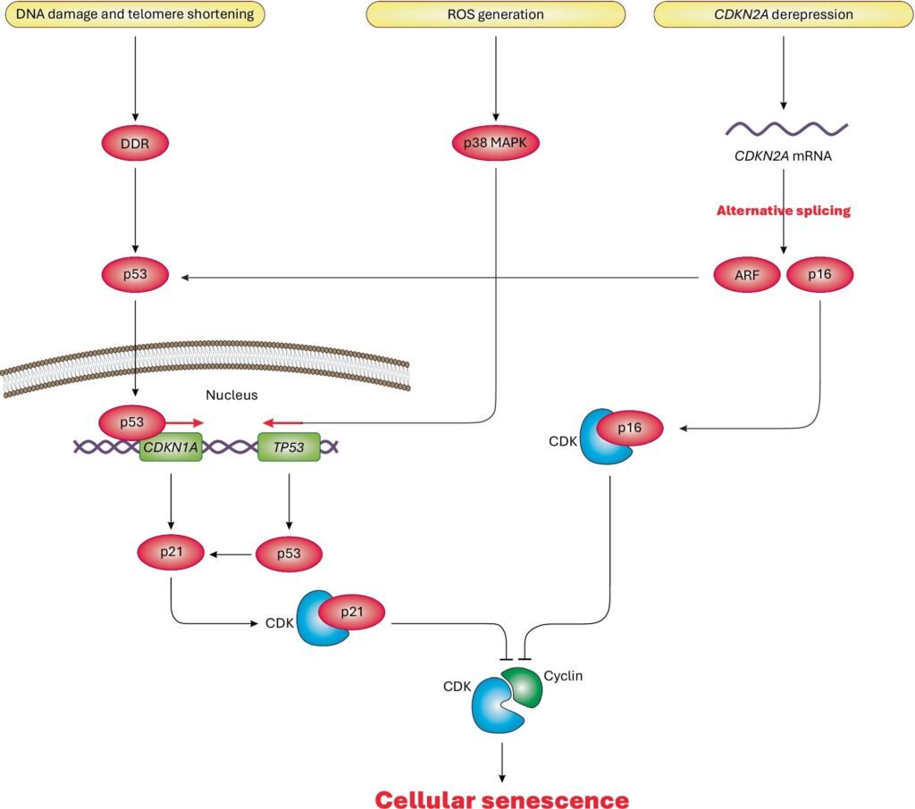 Cellular senescence may be to blame for some diseases