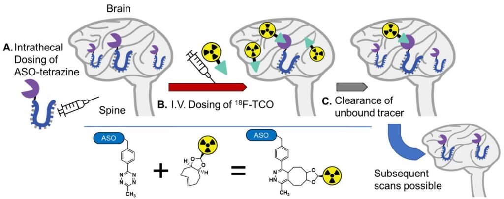 Click chemistry PET imaging tracks antisense drug distribution in the brain