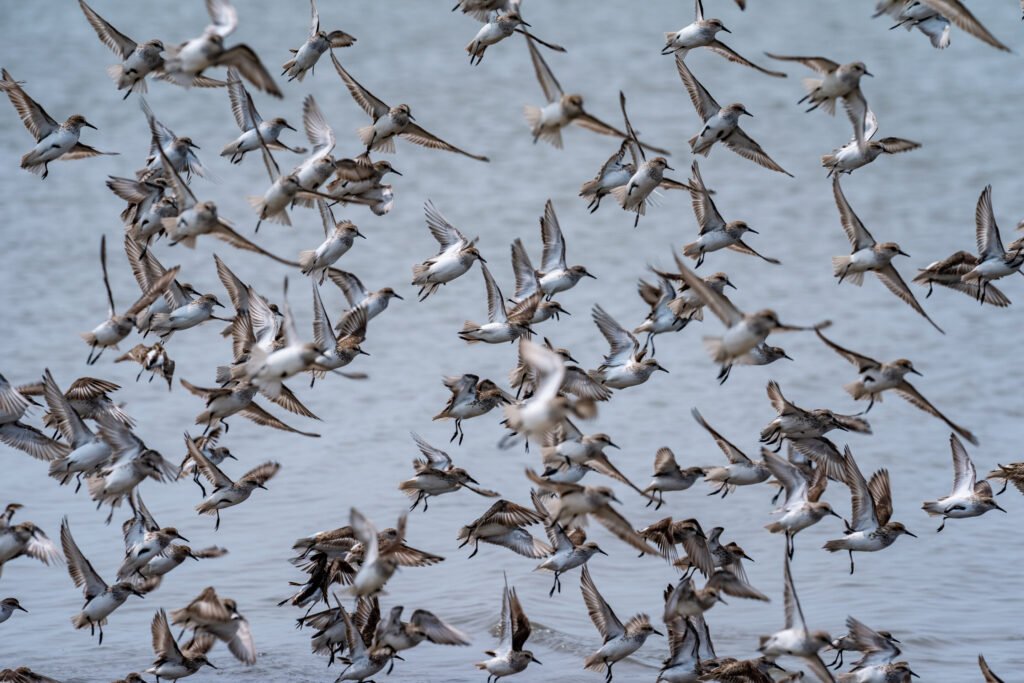 Dairy cattle H5N1 virus remains adapted to birds, with little sign of human spread
