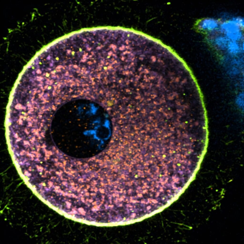 Discovery of low power cellular housekeeping in human oocytes could boost IVF success