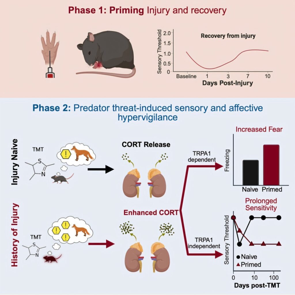 Injured once, triggered forever? How the brain rewrites stress responses