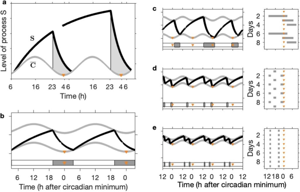 Math explains why babies nap, teens sleep late and older adults wake early