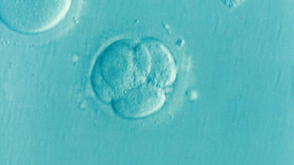 Microplastics discovered in human reproductive fluids