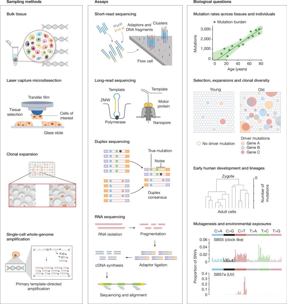 New consortium to catalog DNA mutations across human lifetime