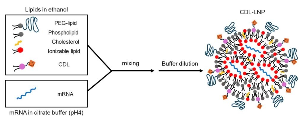 New cyclic disulfide lipids help stop cancer growth in mice