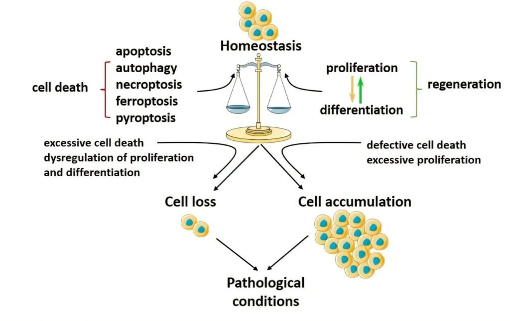 Researchers explore the connection between programmed cell death and tissue regeneration