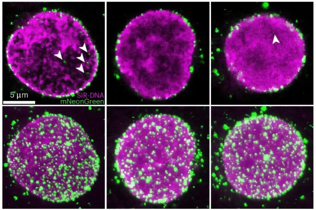 Scientists capture HIV-1 viral cores entering the nucleus in unprecedented detail