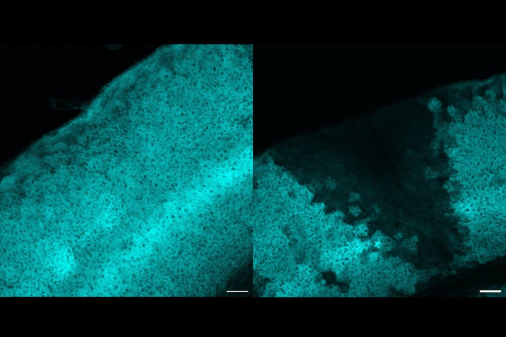 Study finds key role for non-neural brain cells in processing vision