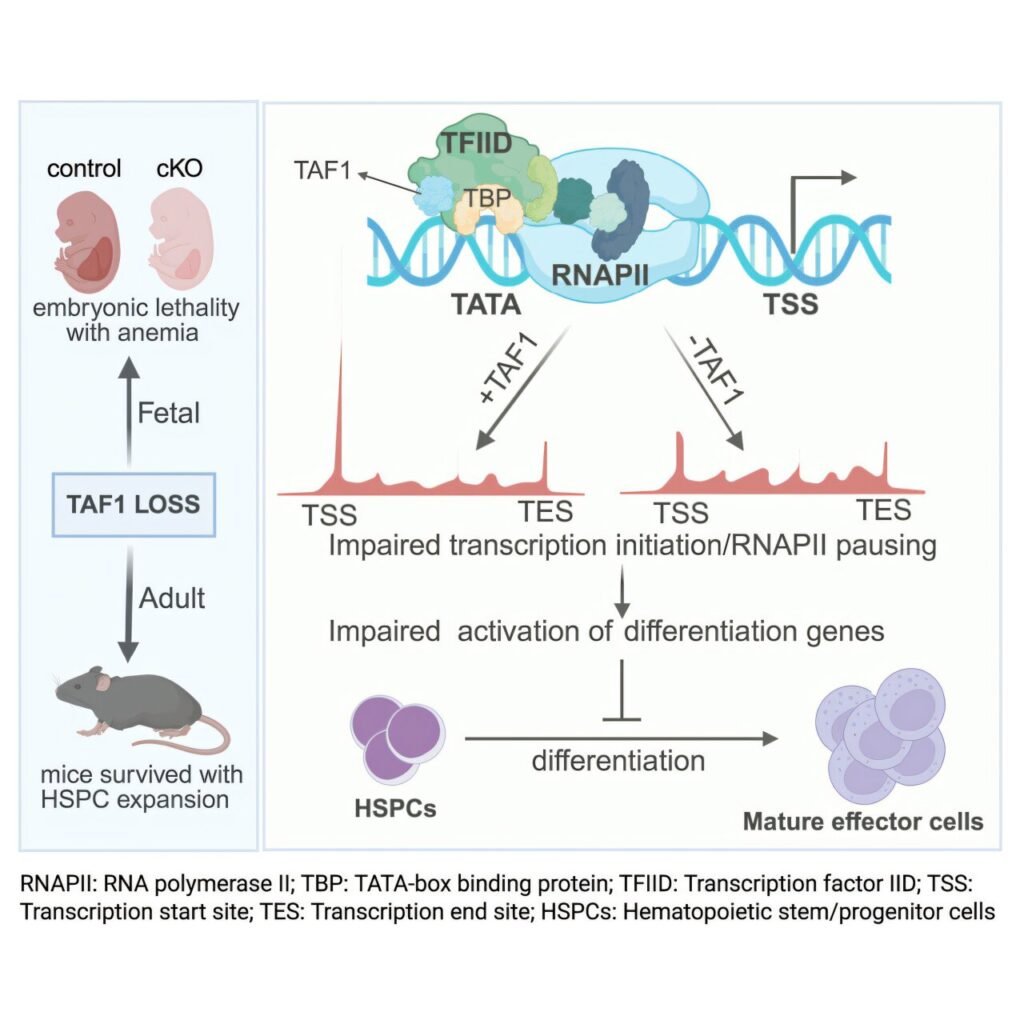 Study shows DNA regulatory switch prompts stem cells to give rise to blood