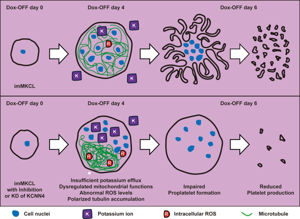 Unleashing potassium for better mitochondrial health and platelet biogenesis