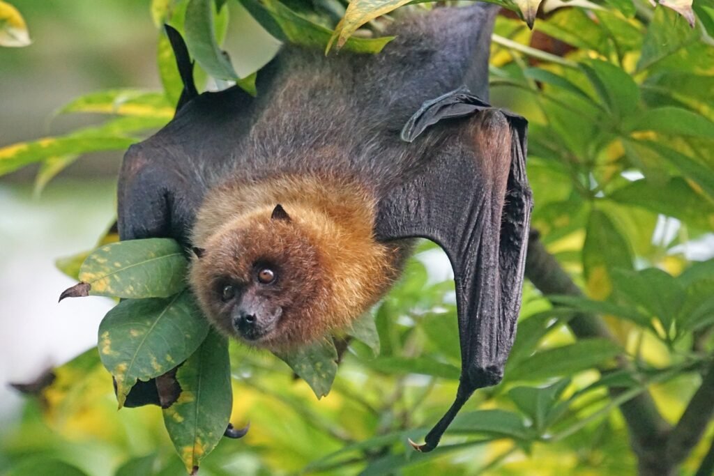 What should you do if a bat bites you?