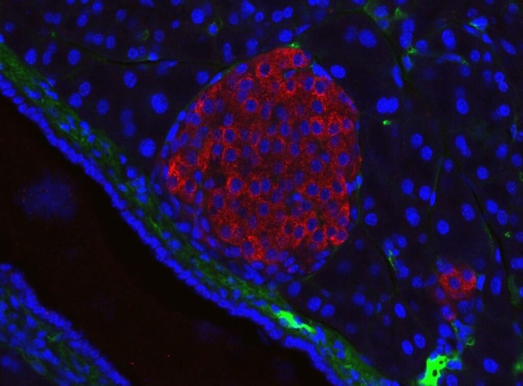 A New Chapter For Diabetes—and Regenerative Medicine