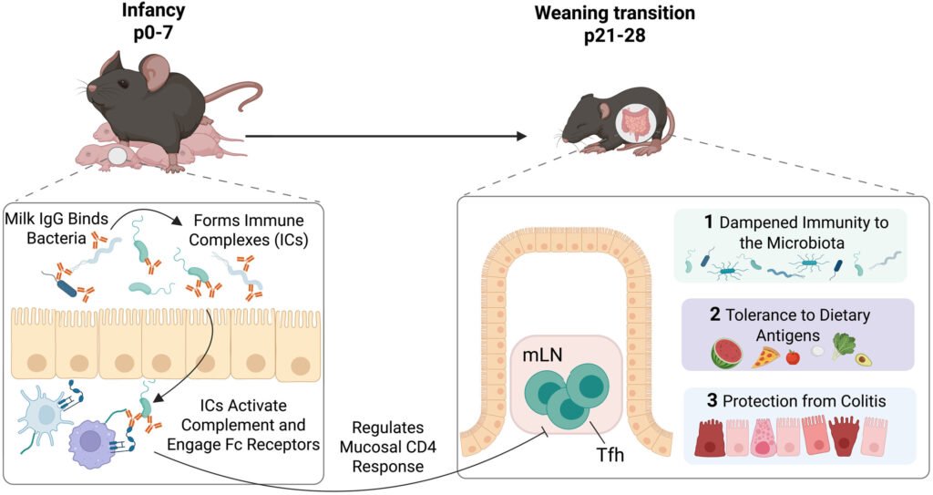 Breast milk calibrates neonatal immune responses to gut bacteria in mice