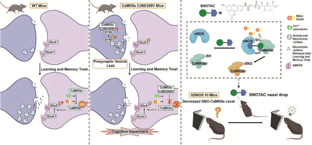 CaMKIIα redox mechanism revealed as key to learning and memory