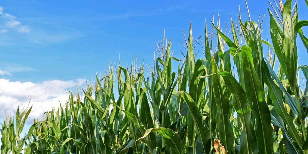 Can’t Cool Down This Summer? Corn Might Be To Blame