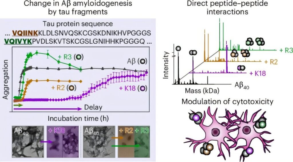 Communication between tau and amyloid-β proteins found to mitigate Alzheimer’s toxicity