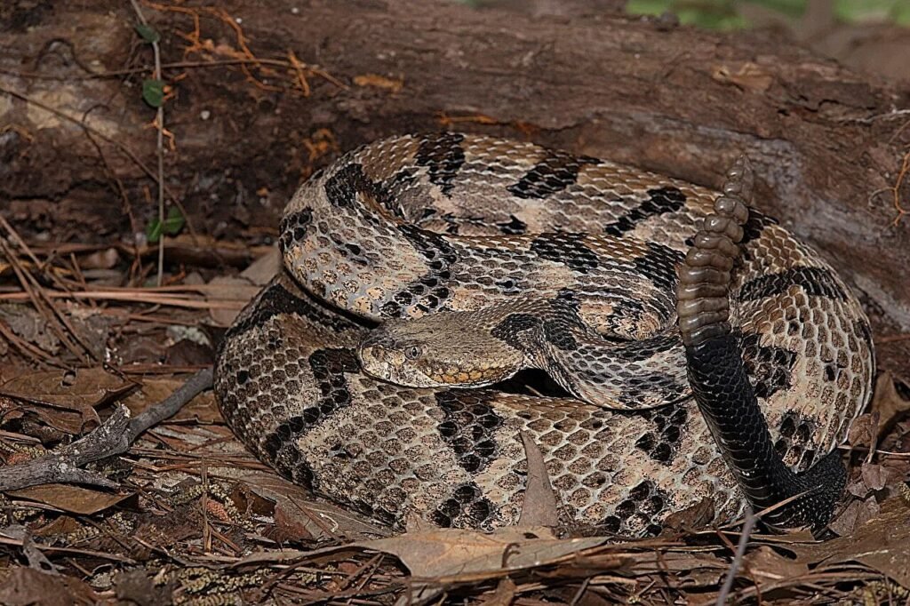 Fatal snakebite at Tennessee park highlights risks in the wild