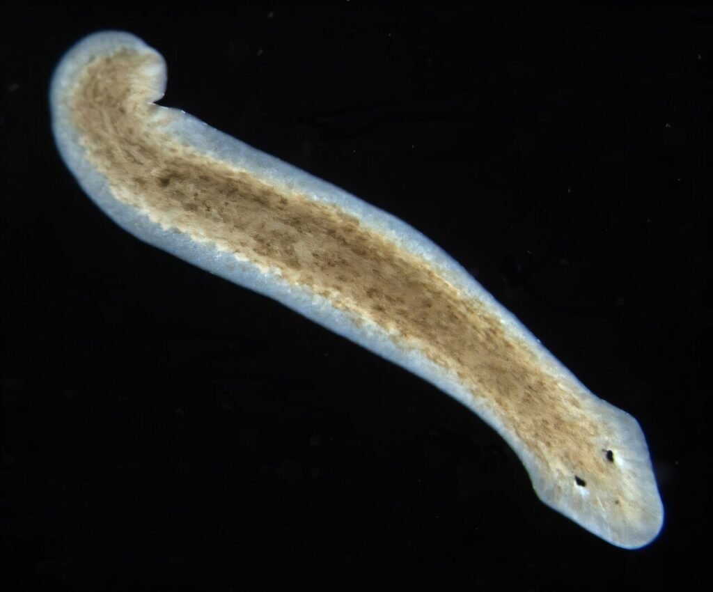 Flatworms could replace rats for in vivo brain studies