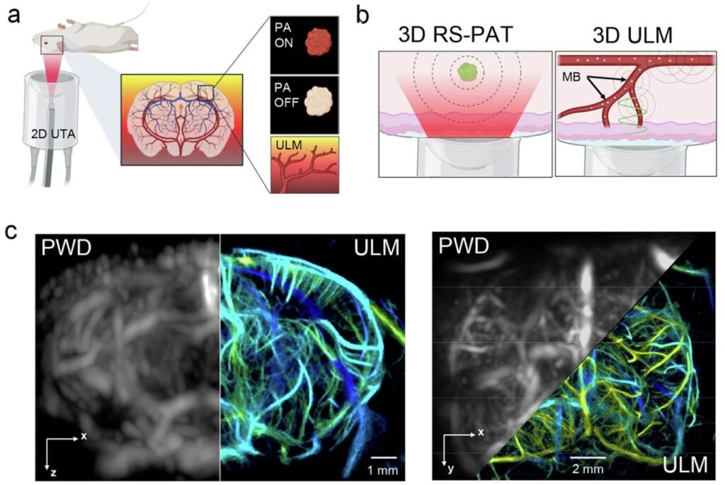 Light-sensitive molecule boosts deep tissue imaging and cell control in mice