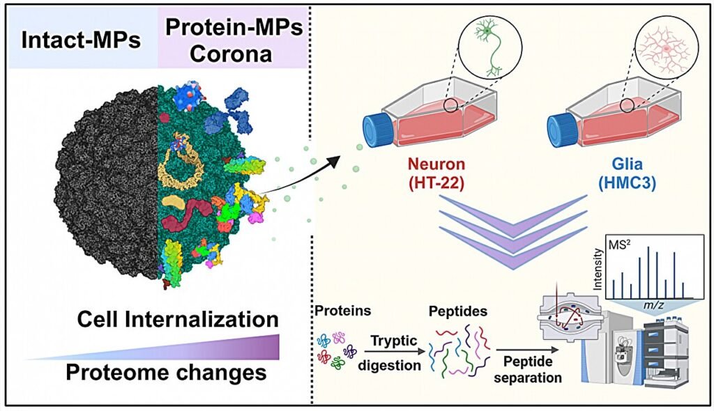 Protein-bound microplastics can disrupt brain cells and potentially cause neurotoxicity
