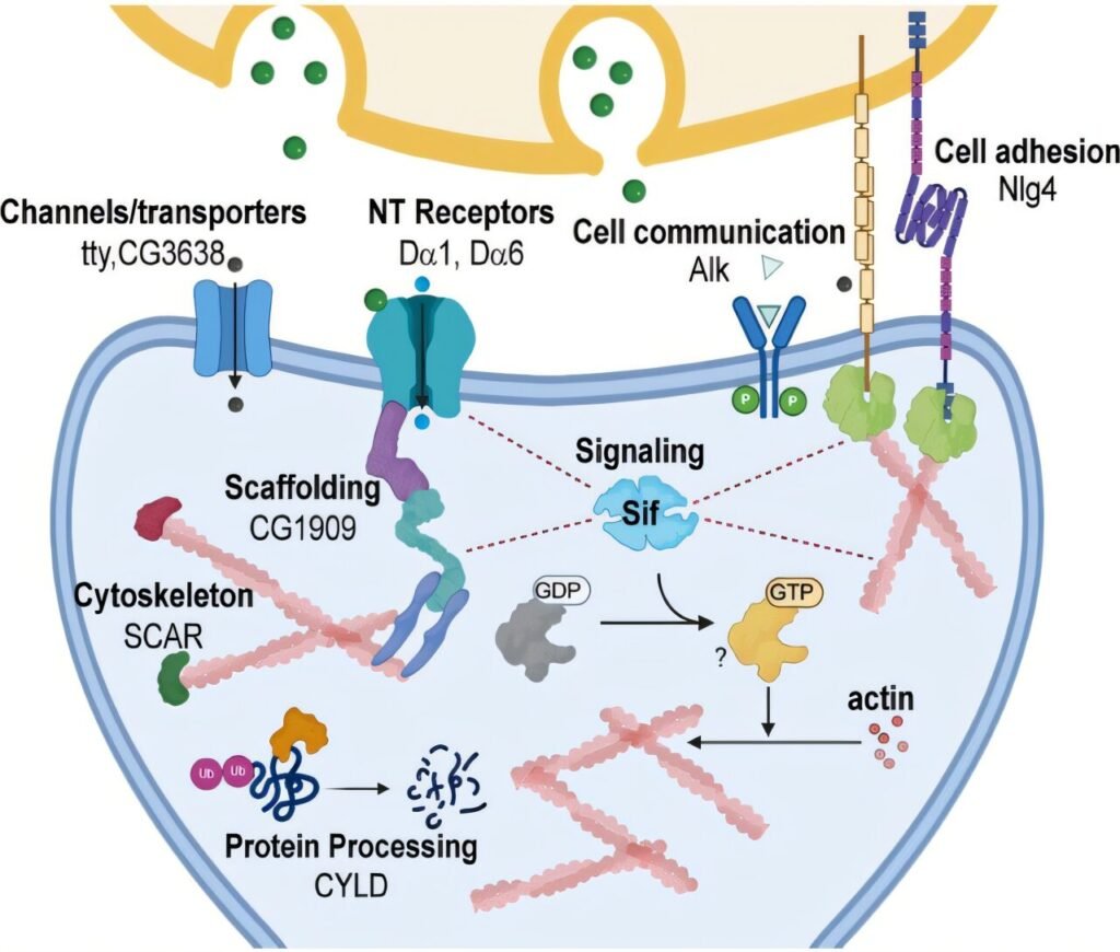 Researchers detail how neurotransmitter receptors in the fly brain change during development