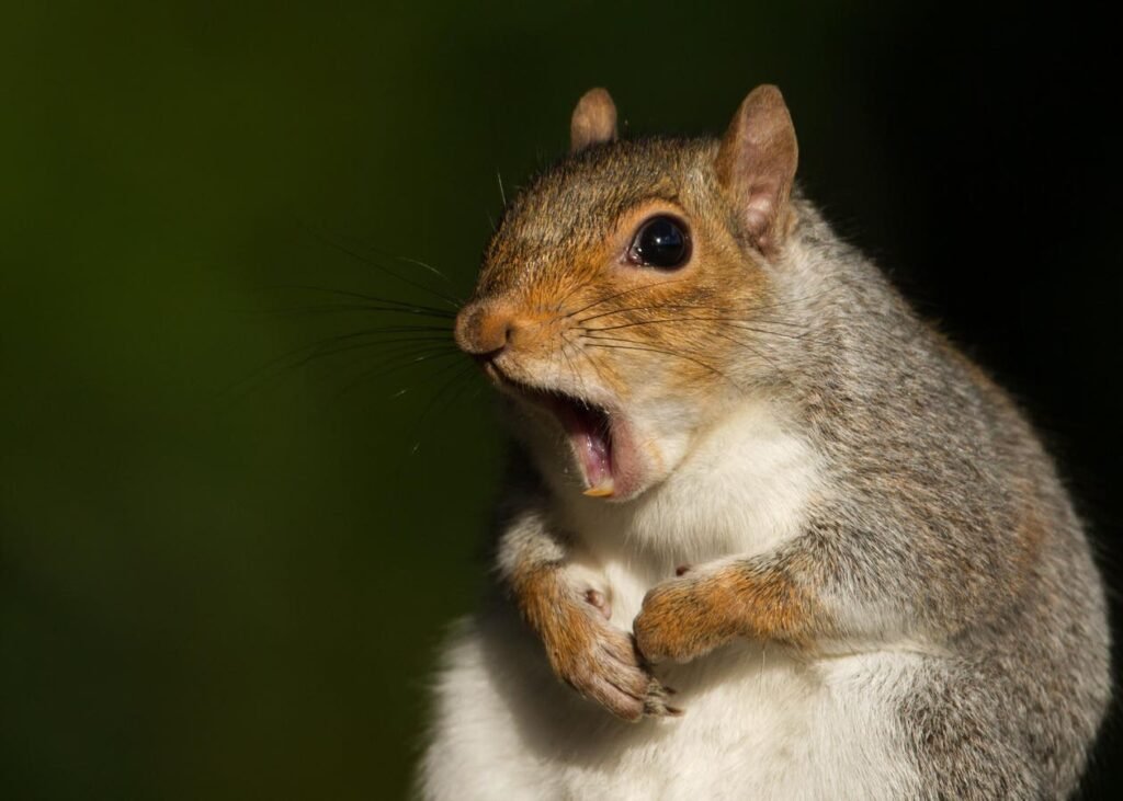 Why ‘Zombie Squirrels’ Have Been Appearing In The U.S. And Canada