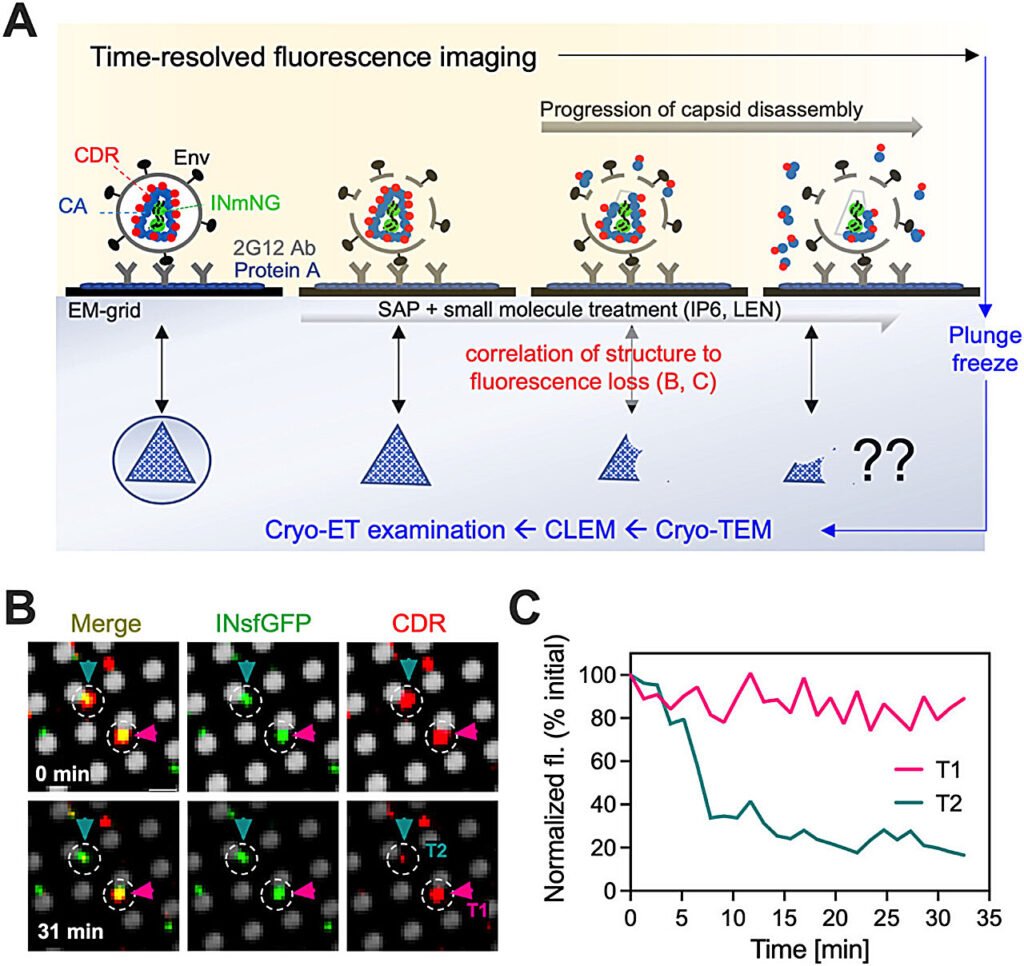 A new workflow to study HIV-1 genome-containing capsids