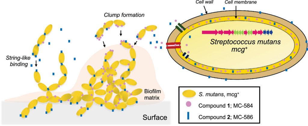 Can the ‘good’ bacteria in your mouth act as probiotic cavity fighters?