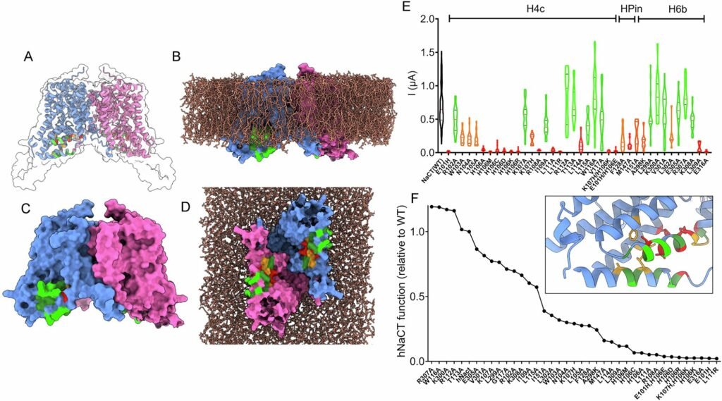 Cells use a synchronized ‘traffic control system’ to determine nutrient availability and energy balance