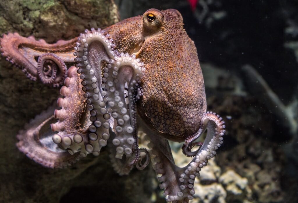Could octopuses hold the key to curing cancer?