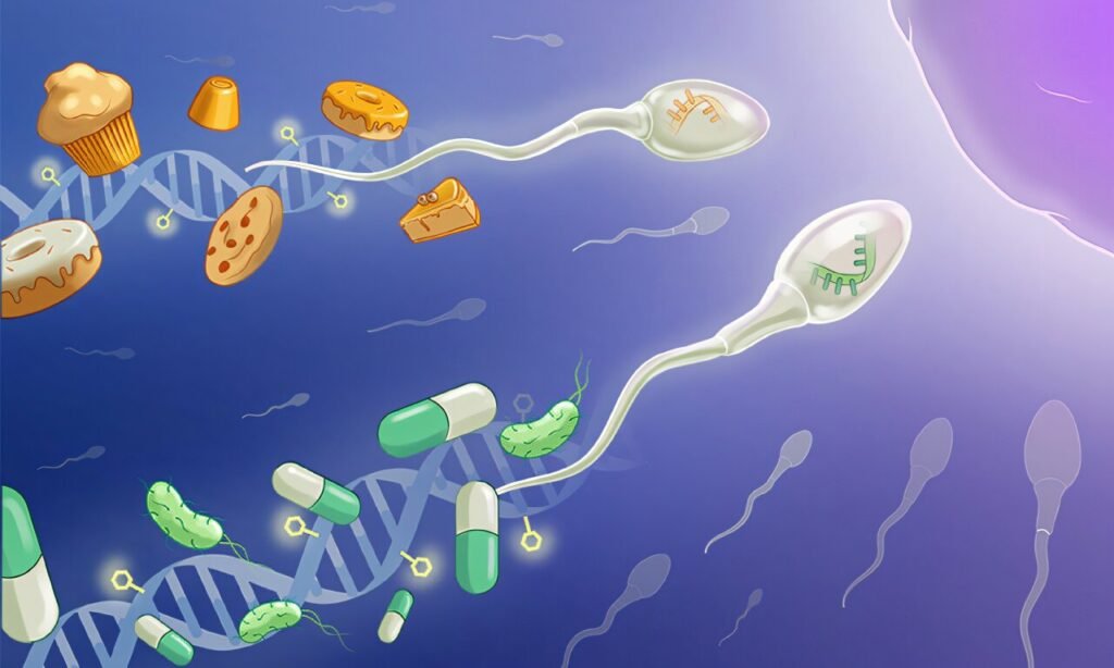Dads influence embryo growth via molecular signatures, research reveals