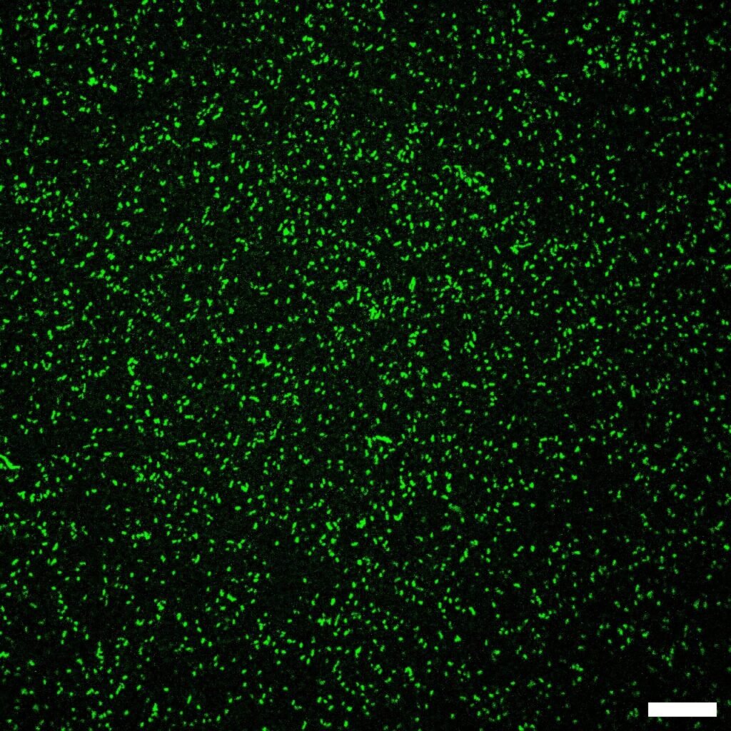 De-mystifying common misconception about the prevalence of legionella bacteria