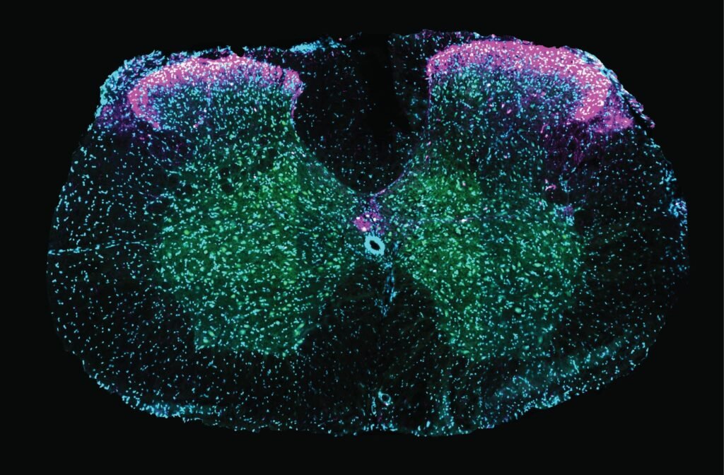 How the spine shapes sex