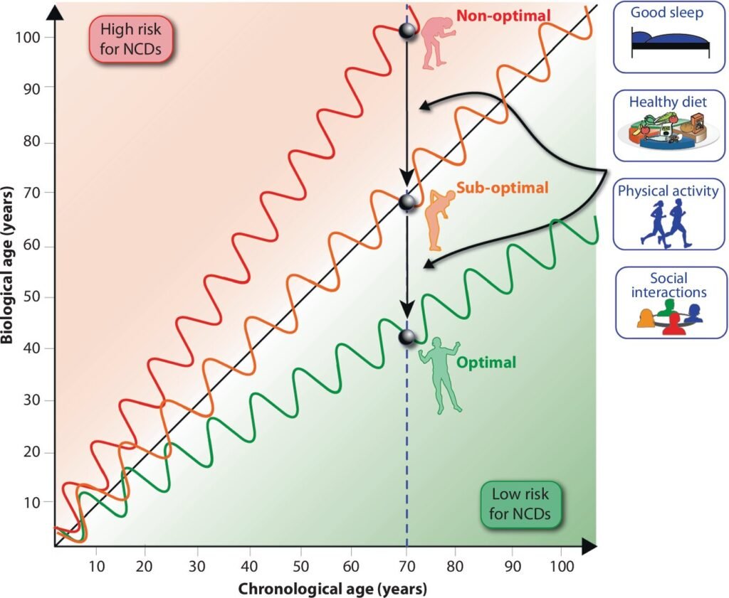 New perspective outlines how food-derived signals can modulate biological aging
