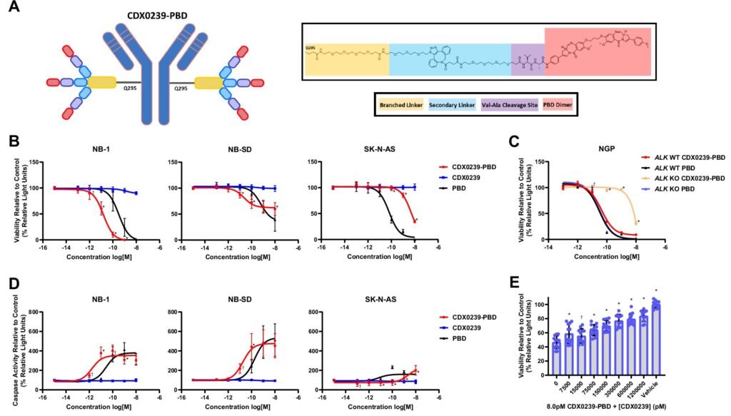 Promising preclinical therapy exploits ALK protein to selectively destroy tumors while sparing healthy cells