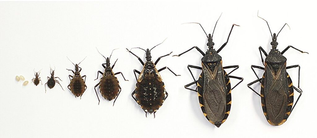 Researchers urge for U.S. recognition of Chagas disease as endemic