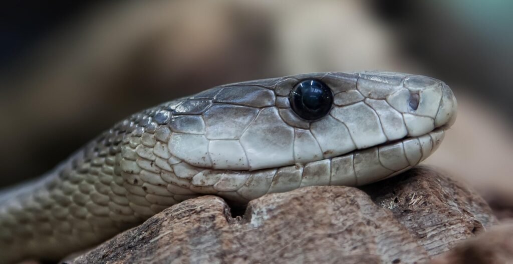 Why mamba snake bites worsen after antivenom