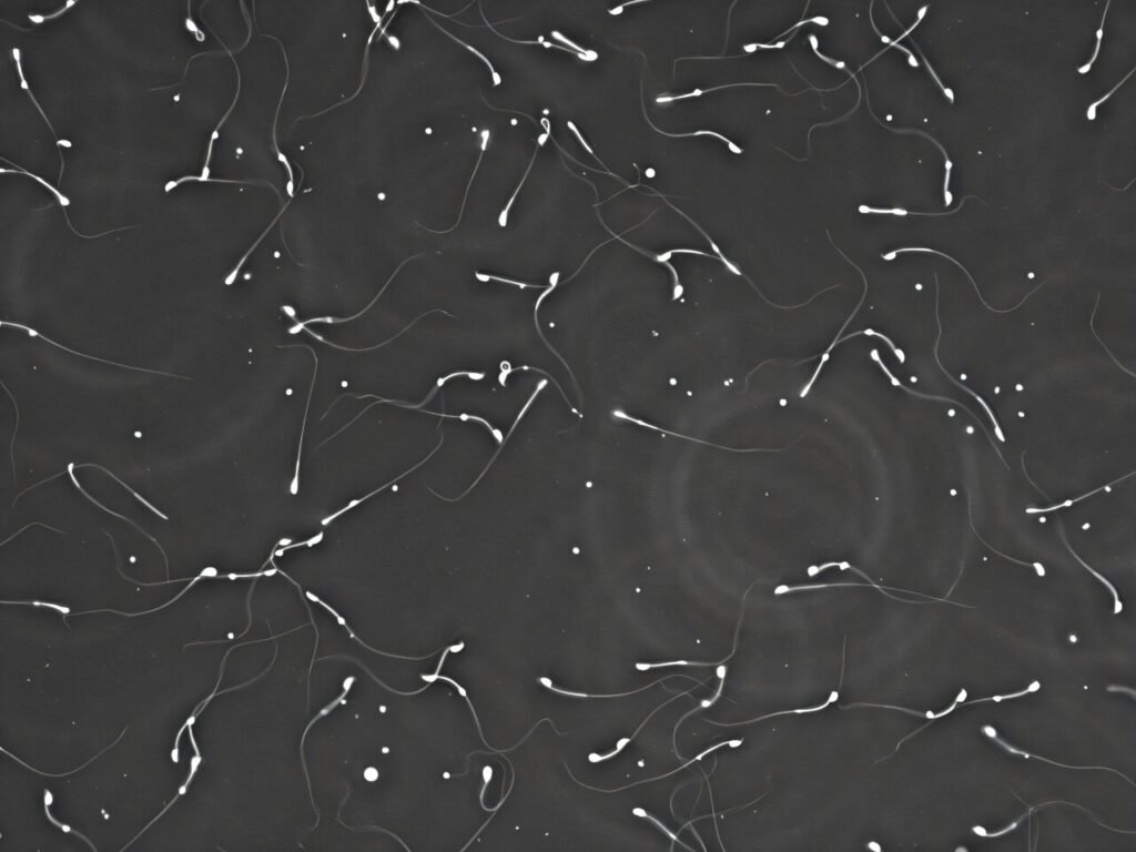 Animal study links regional PFAS levels to male reproductive impacts Animal study links regional PFAS levels to male reproductive impacts
