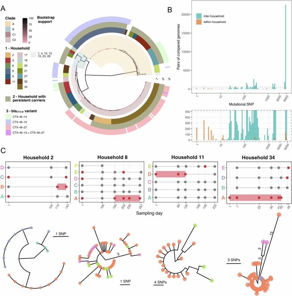 Asymptomatic carriers drive E. coli spread in households, researchers find Asymptomatic carriers drive E. coli spread in households, researchers find