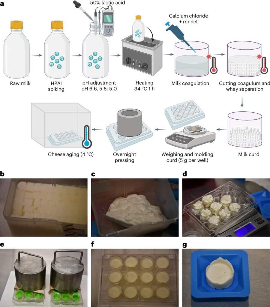 Bird flu persists in raw milk cheese, study demonstrates