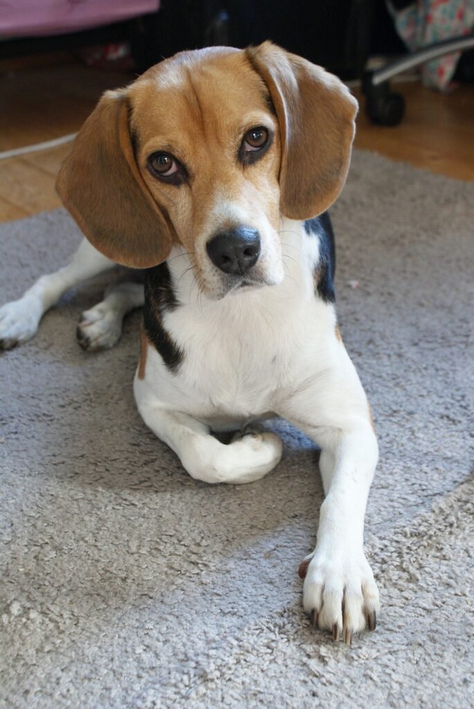 Blood analyses in dogs could provide insights into human aging