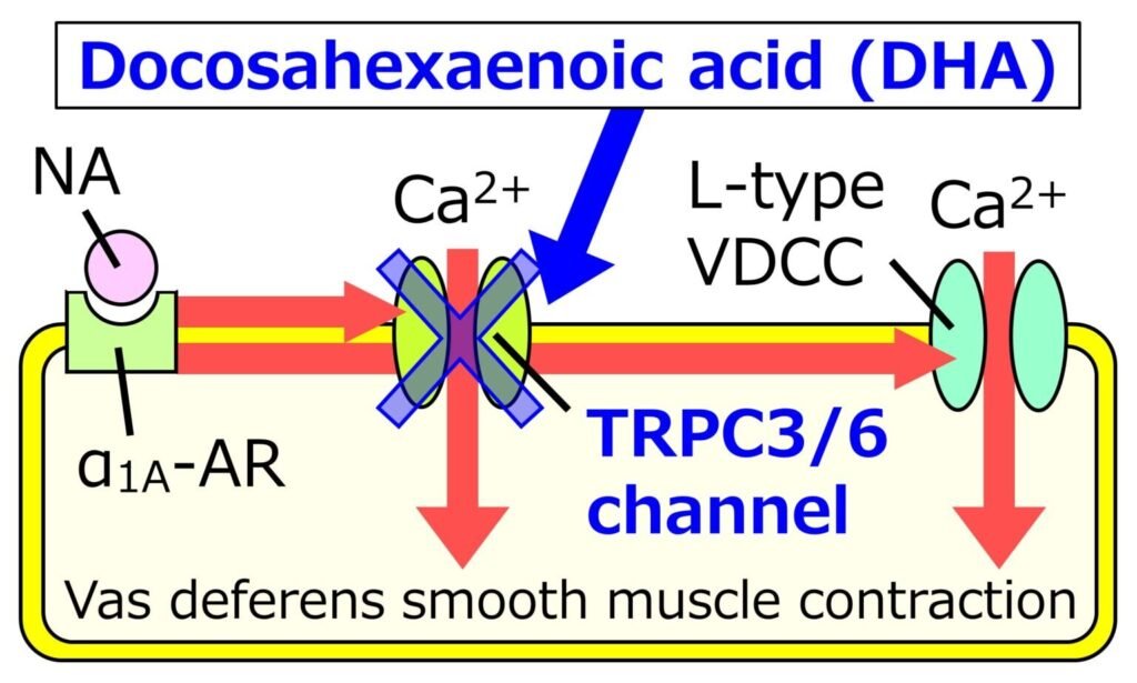 Omega-3 fatty acid DHA shown to relax reproductive tract muscle