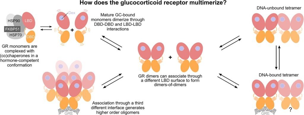 Researchers decipher a mechanism that determines the complexity of the glucocorticoid receptor Researchers decipher a mechanism that determines the complexity of the glucocorticoid receptor