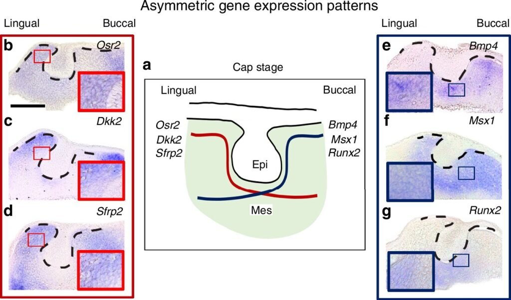 Scientists find cells that know when, where and how to grow teeth
