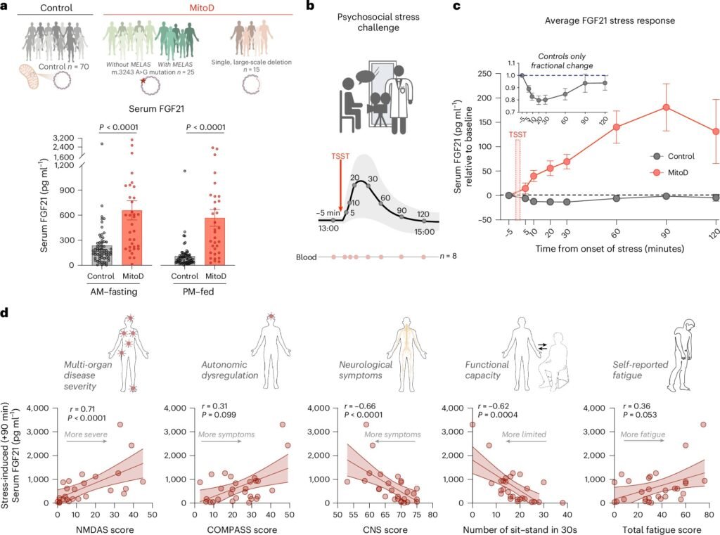 Stress alters metabolic hormone with health consequences, study shows